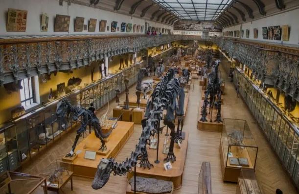 La impresionante sala de fósiles del Museo